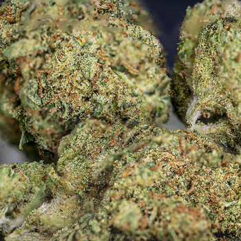 Super Glue Weed Strain