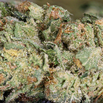 Garlic Breath Strain