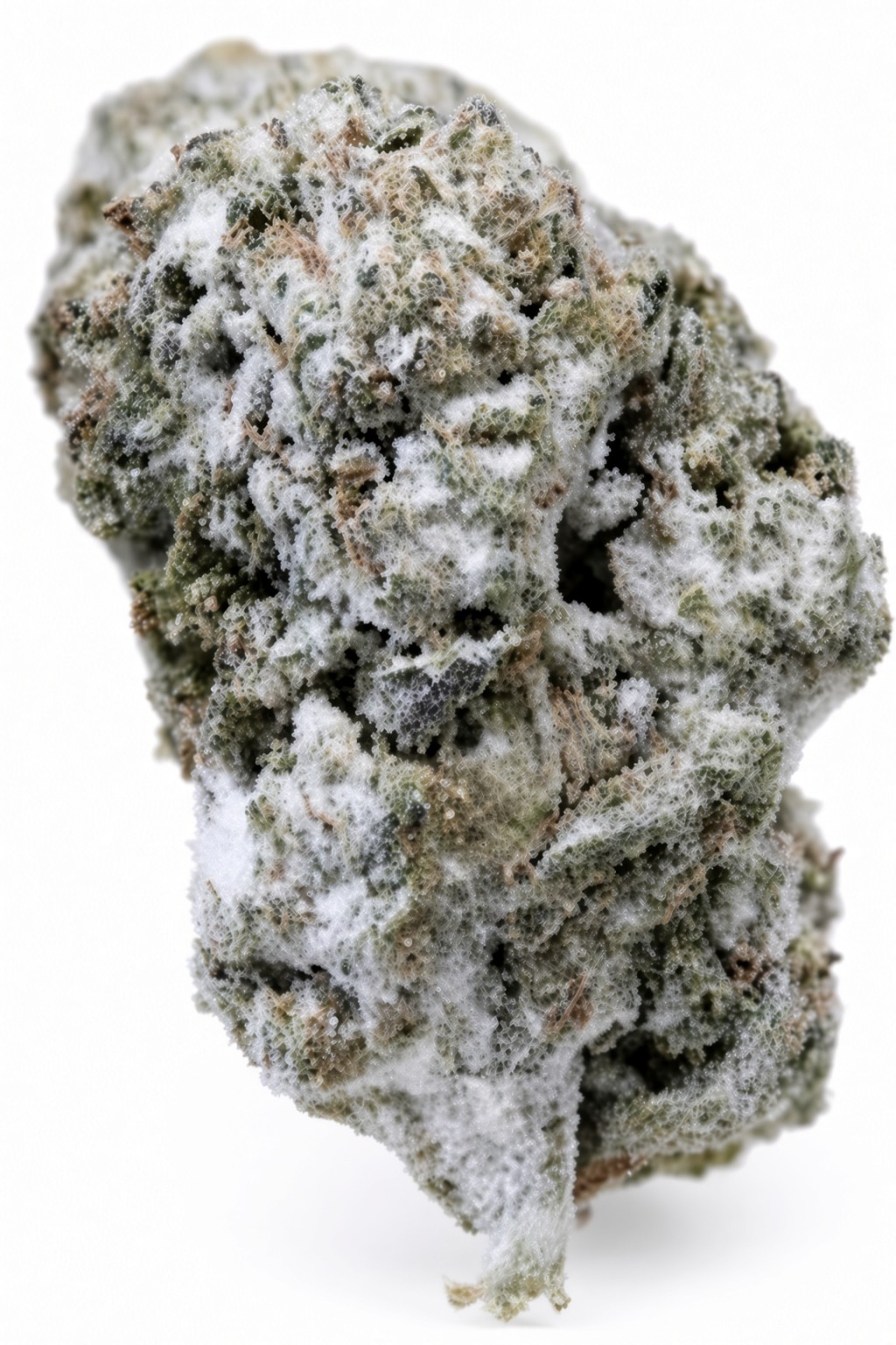 Snow Caps Lemon Cherry Gelato Strain