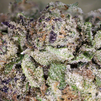 Animal Mintz Weed Strain