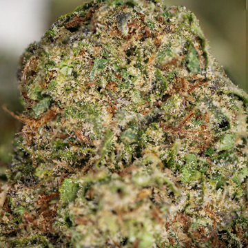 Lemon Freeze Weed Strain