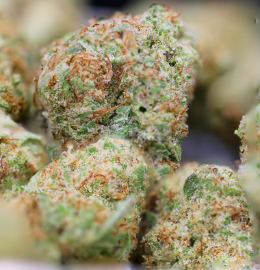 Guava Berries Strain