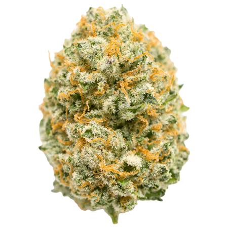 Black Maple Strain AKA Grape Gas X Black Maple