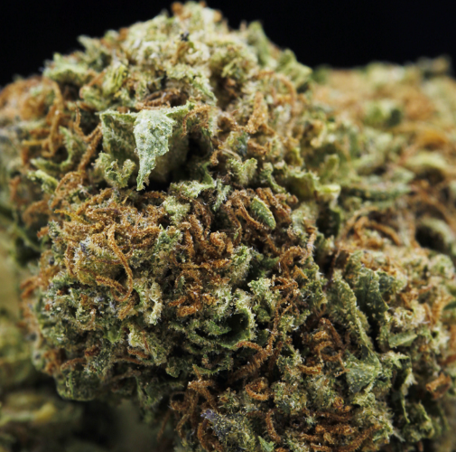 Tropicana Cherry Weed Strain