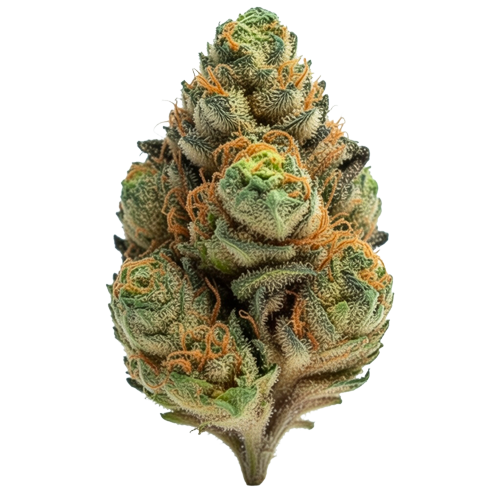 Celebration Blaze Strain