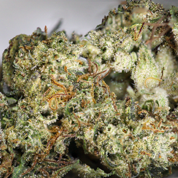Pineapple Express Weed Strain